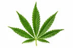 Shop THC favorites